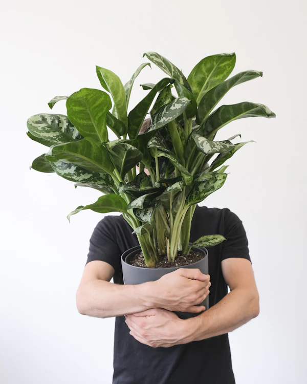An Aglaonema plant held up against a plain background