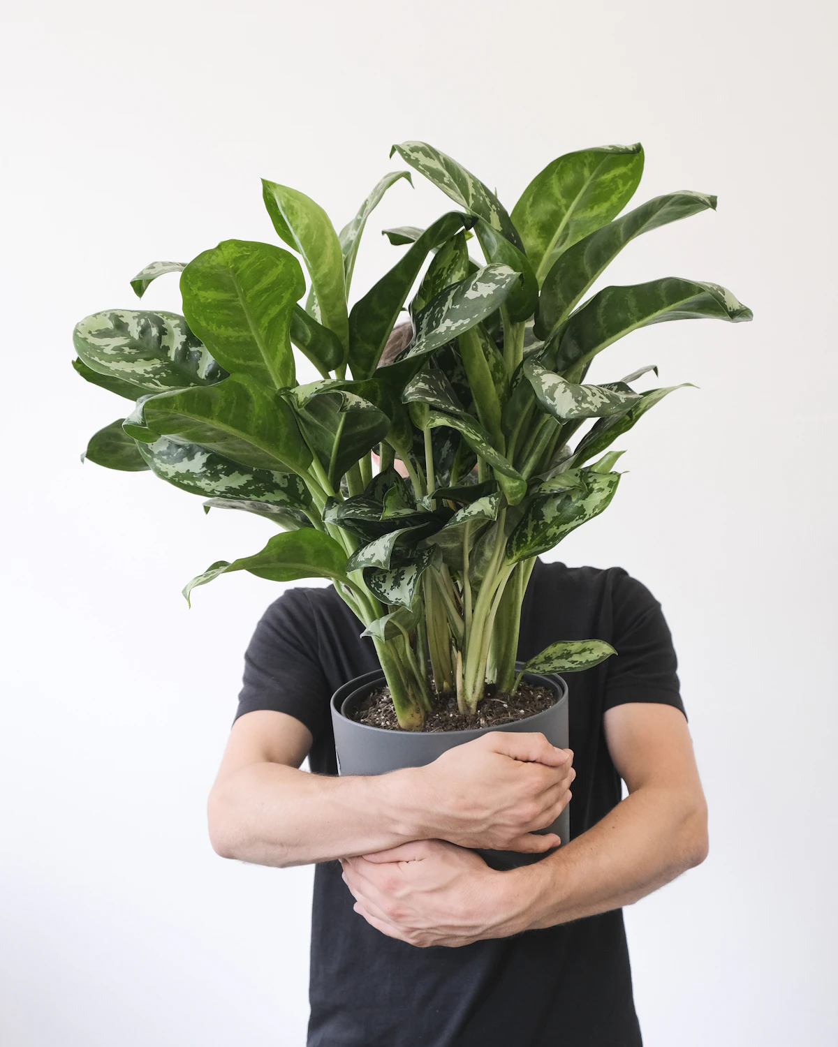 An Aglaonema 'Amazon Silver' plant held up against a plain background