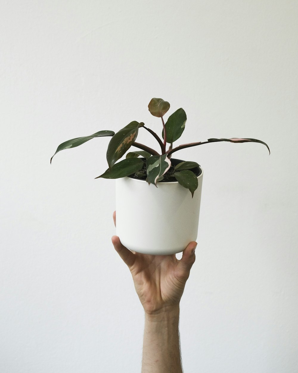 a hand holding a potted plant