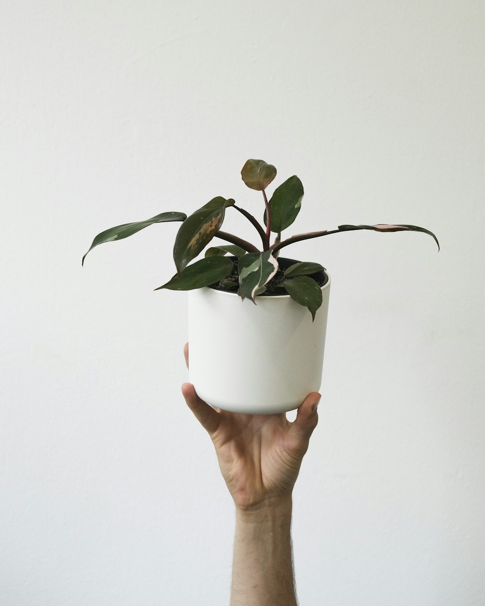 una mano che tiene una pianta in vaso