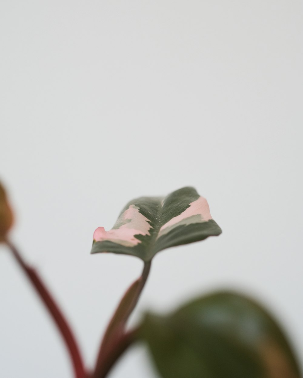 a close up of a flower