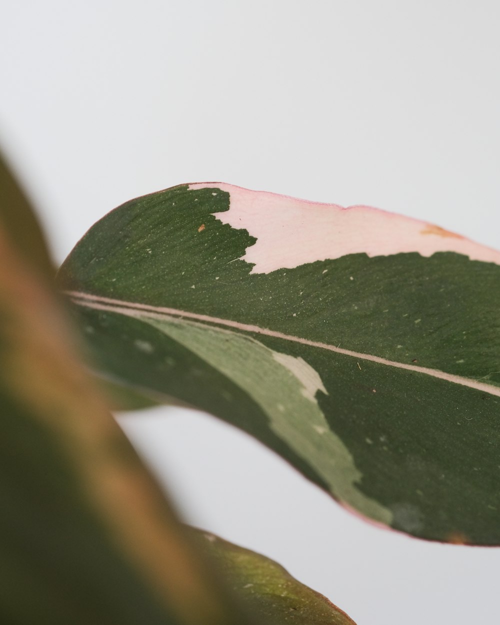 a close-up of a green mountain