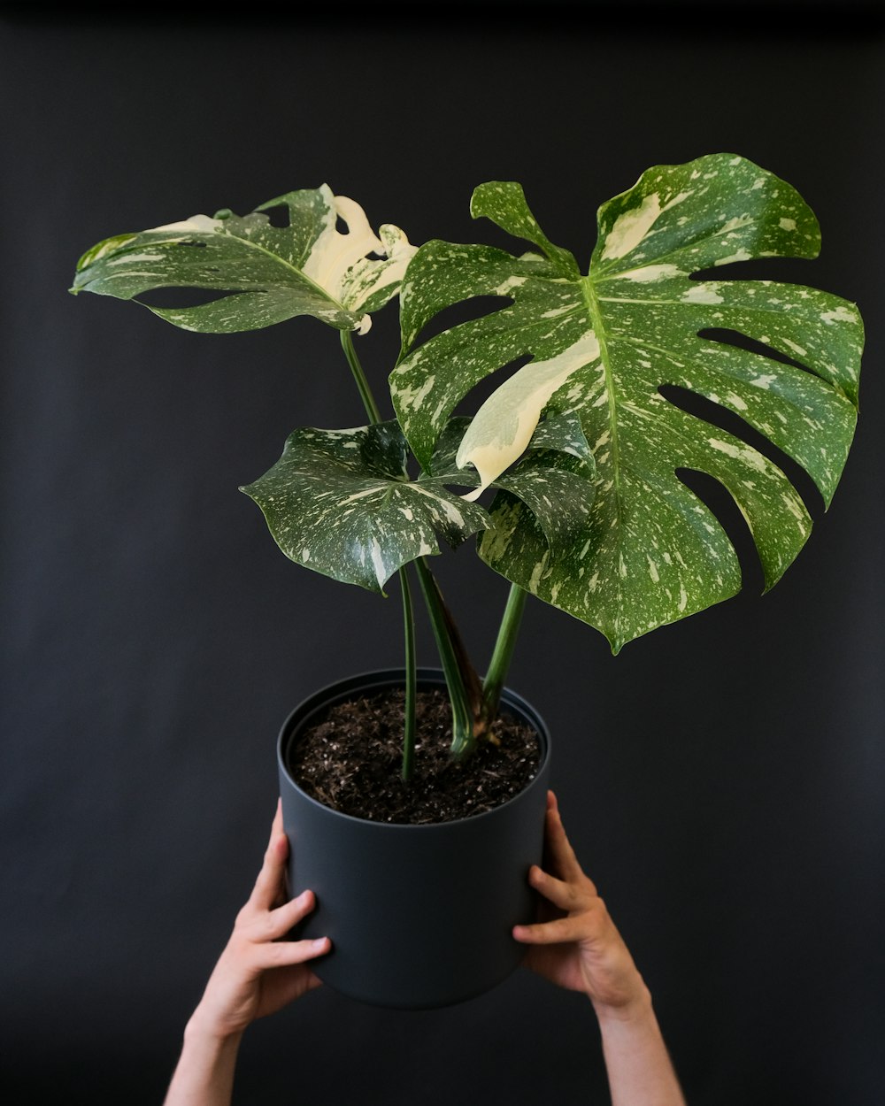 a person holding a plant