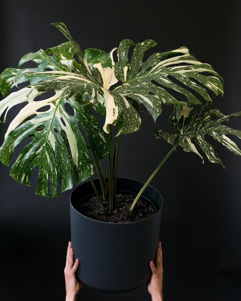 a potted plant with a hand holding it