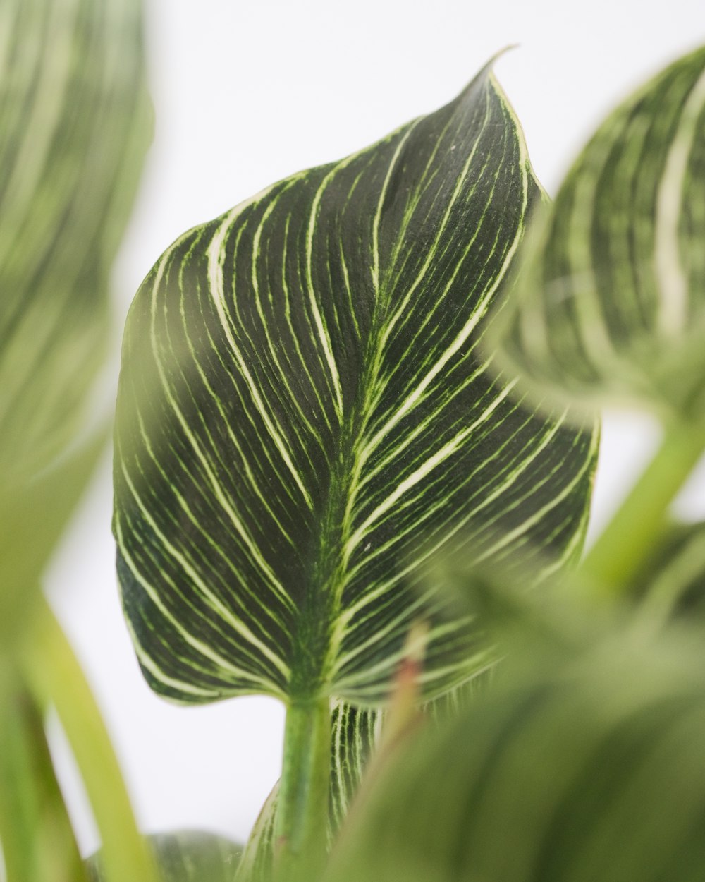 Primo piano di una pianta verde