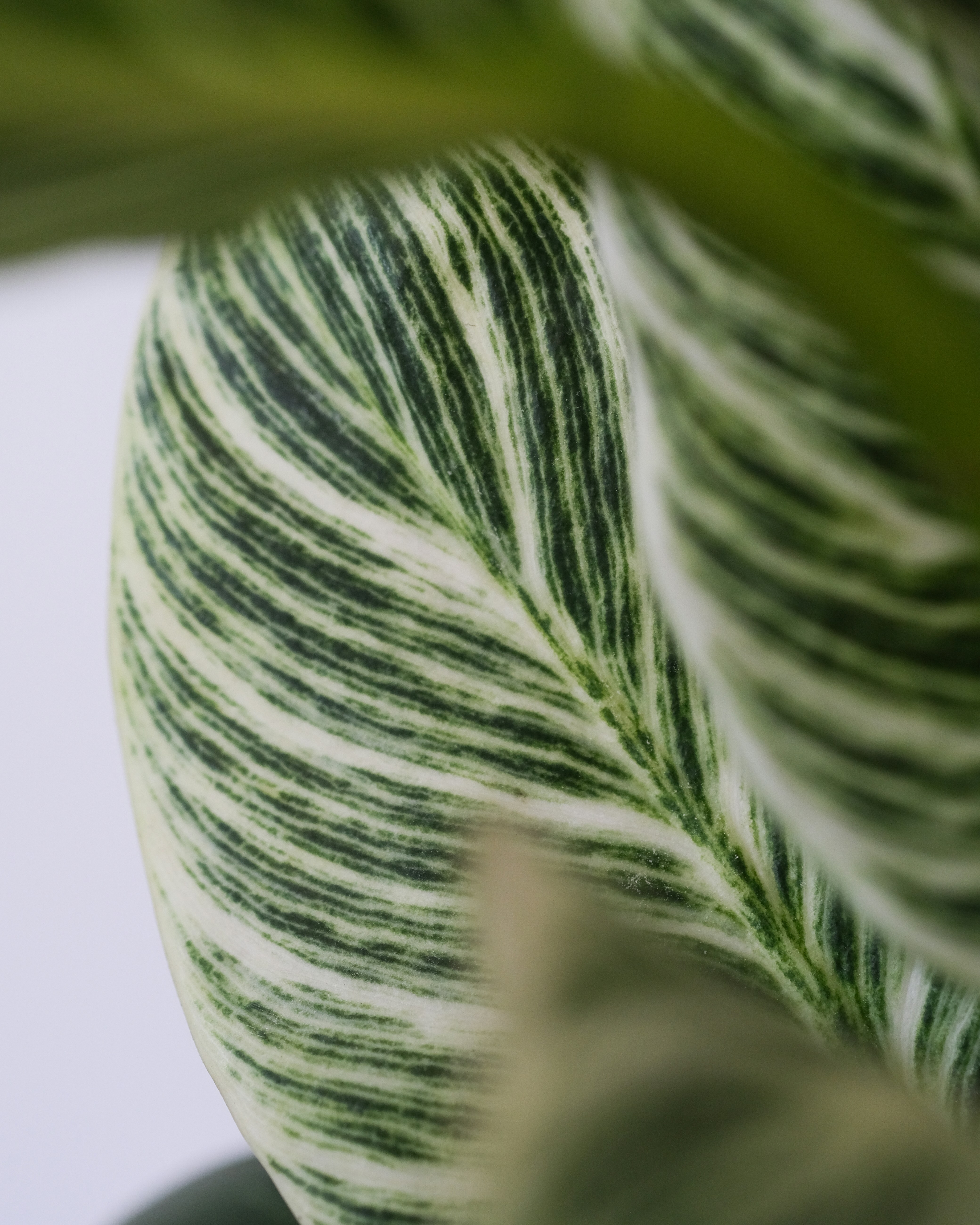 A hand holding a measuring tape over a plant