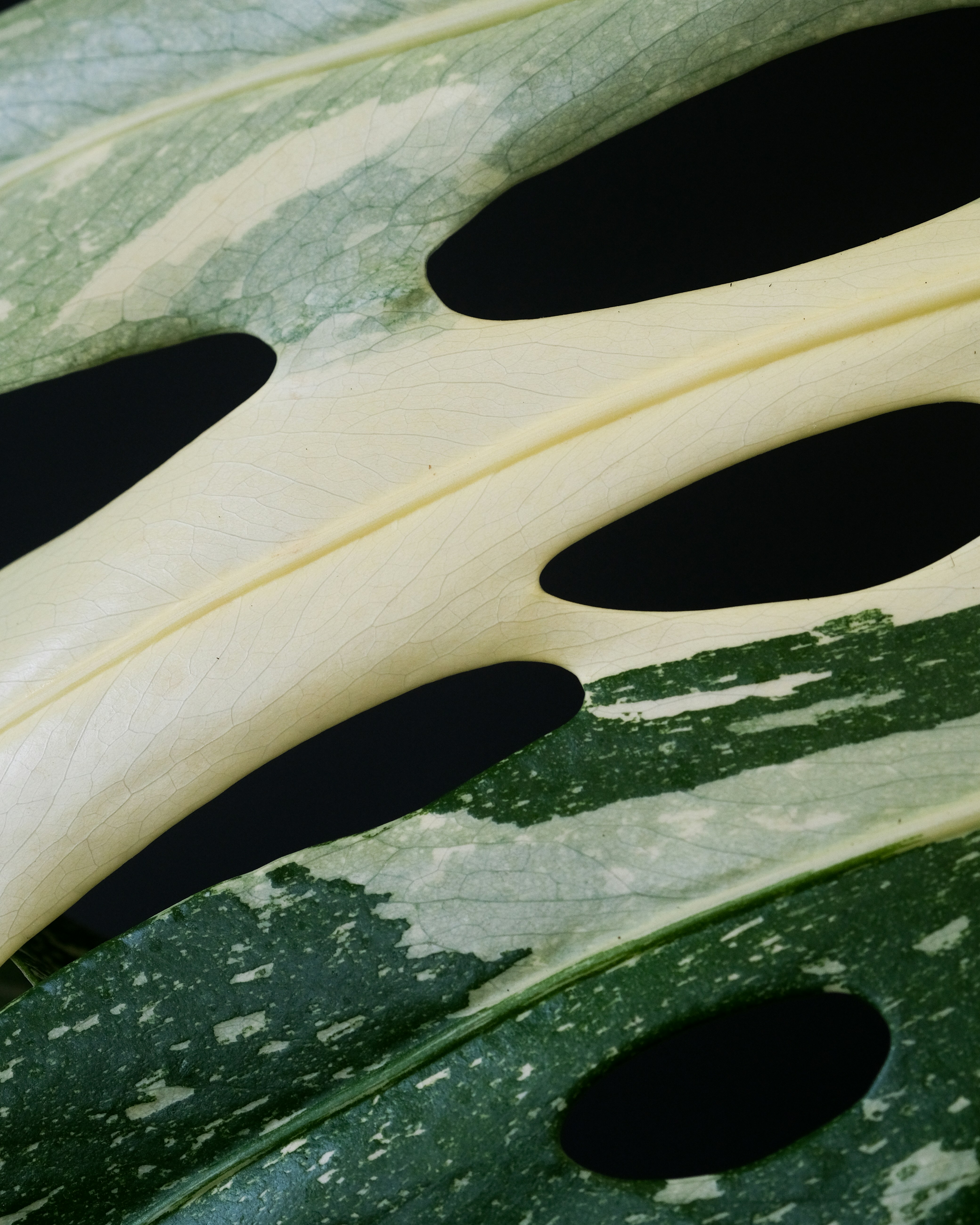 Photo by feeypflanzen