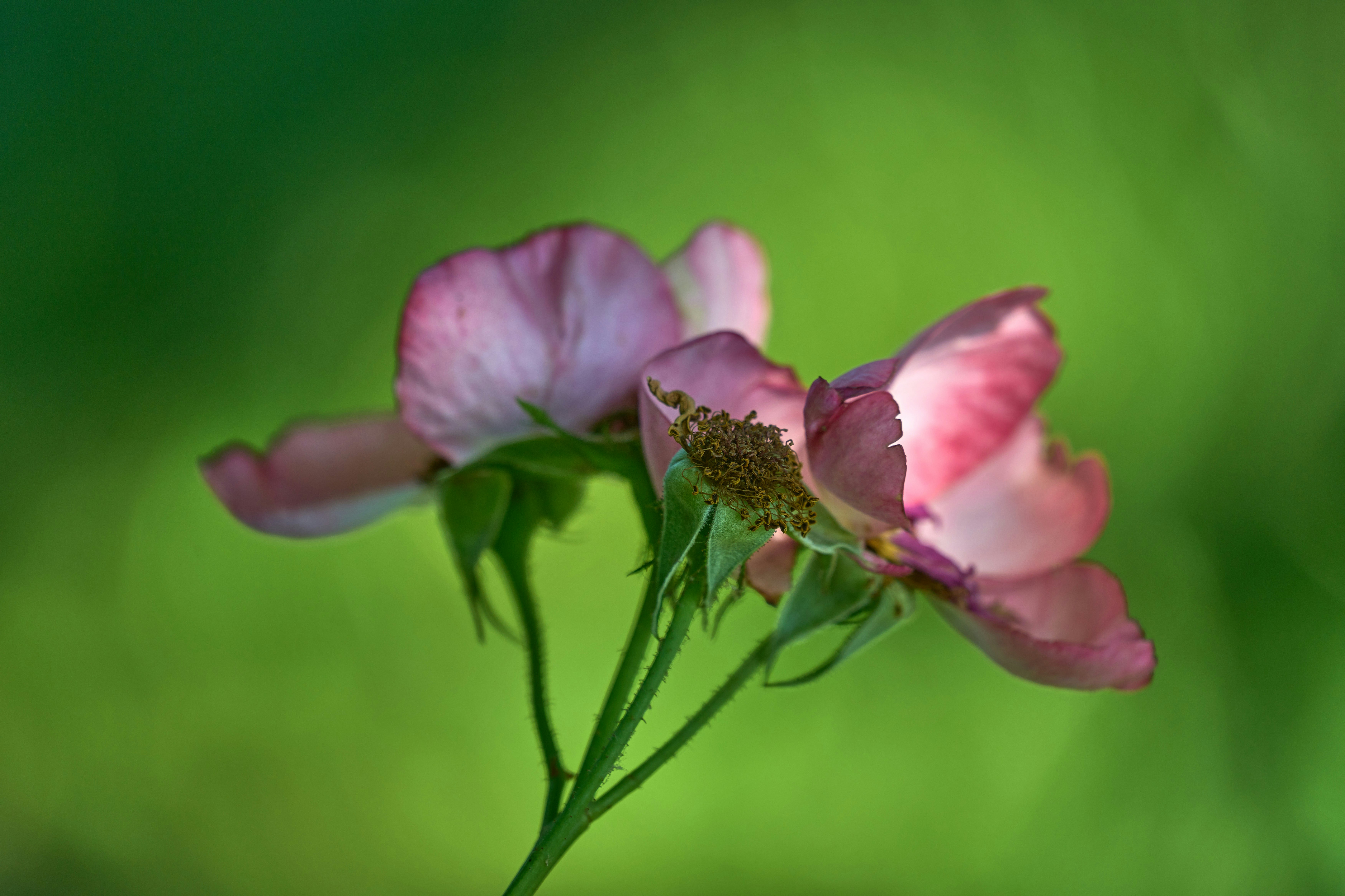 Photo by wolfgang_hasselmann