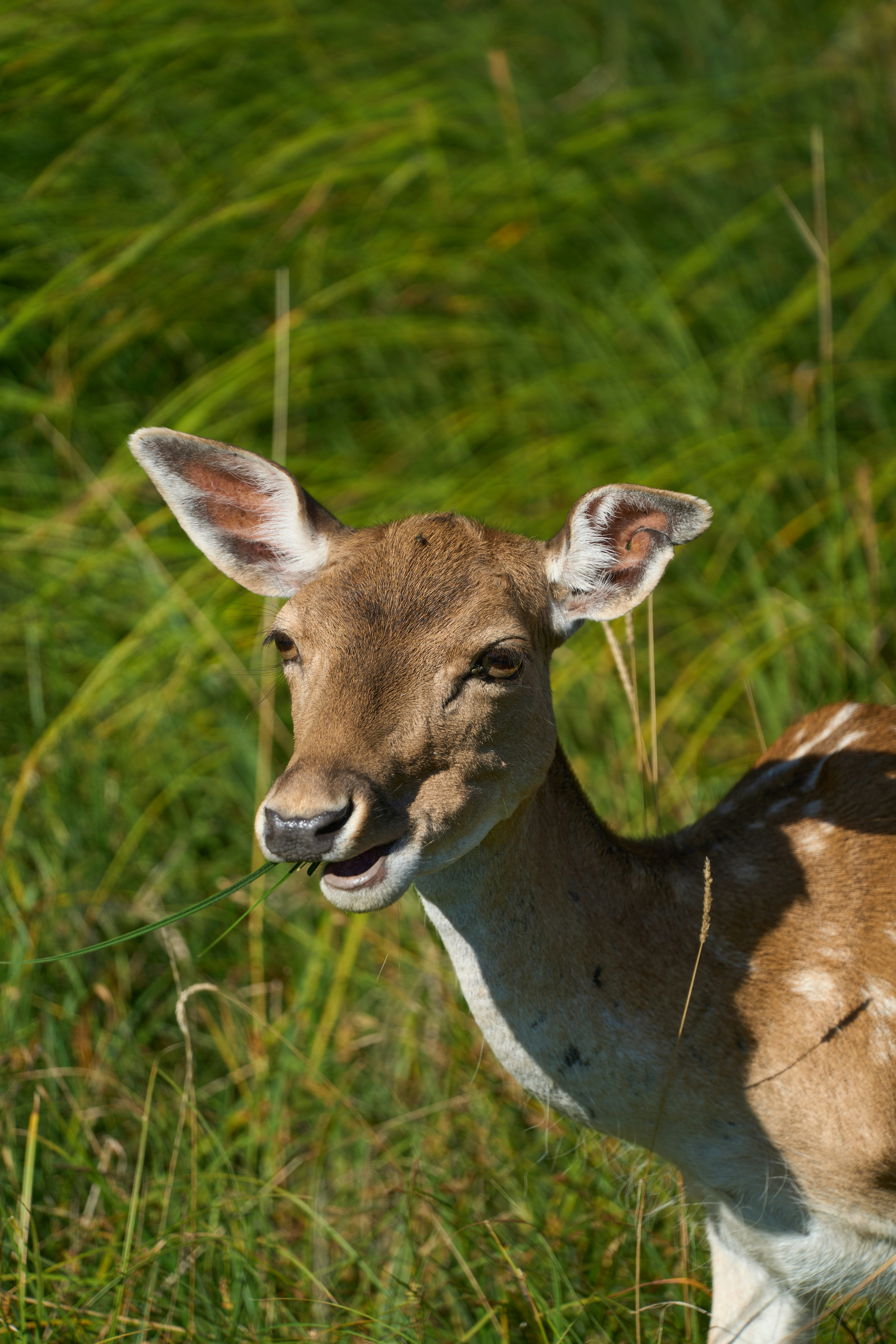 Photo by wolfgang_hasselmann