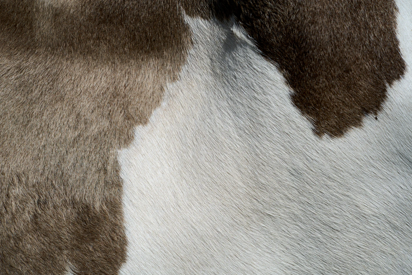 Close-up texture of dog fur for a dog hair memorial keepsake
