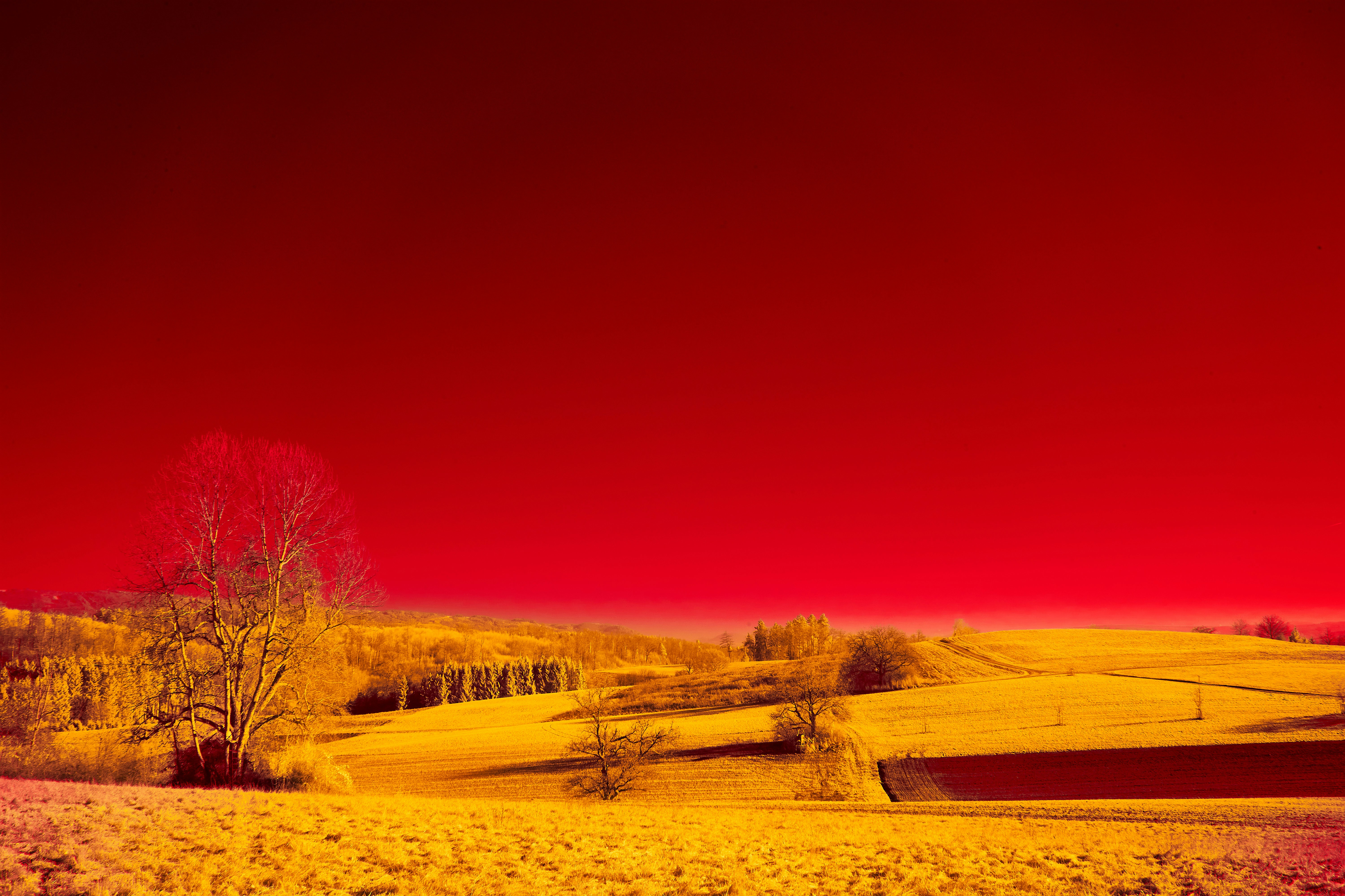 Photo by wolfgang_hasselmann