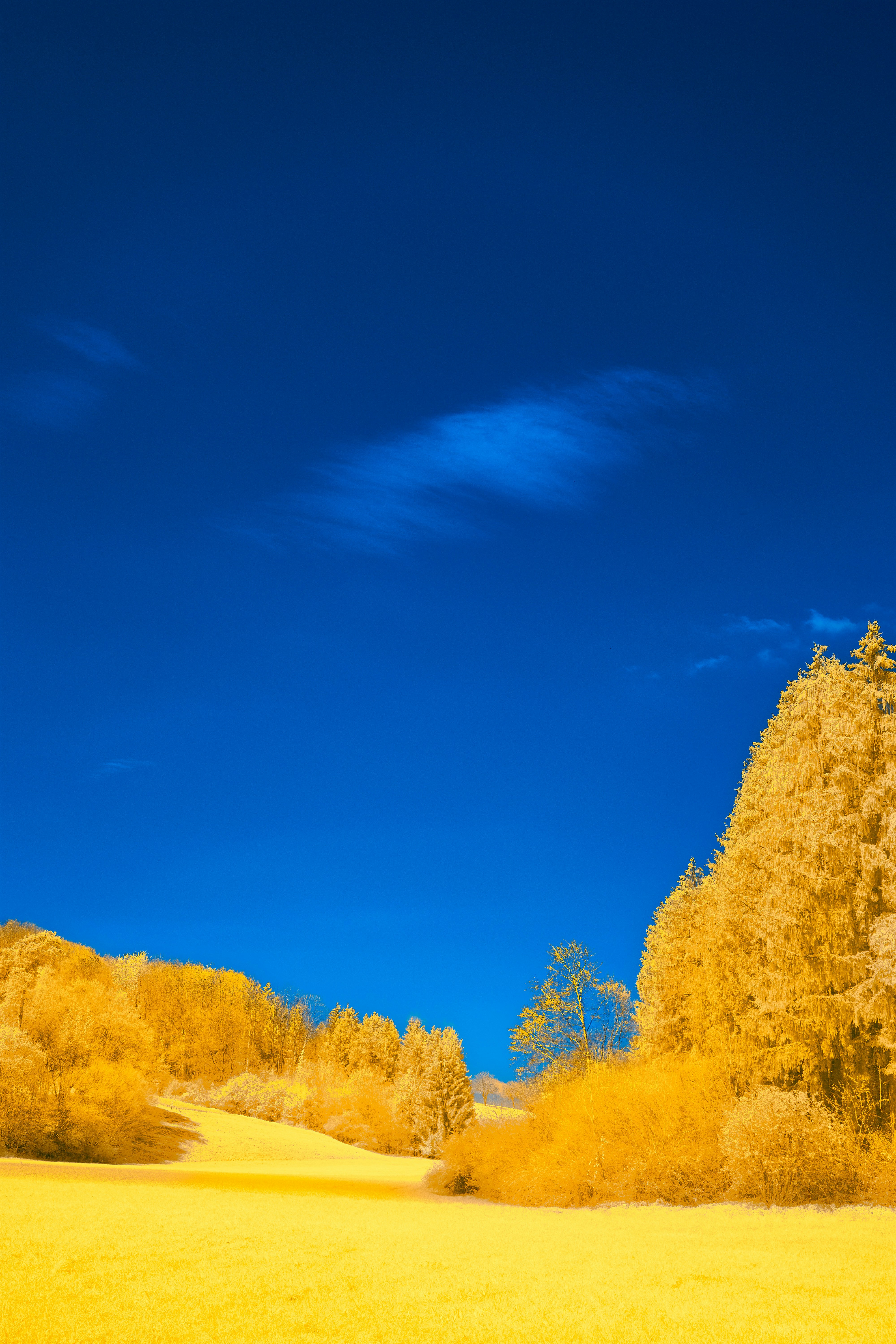 Photo by wolfgang_hasselmann