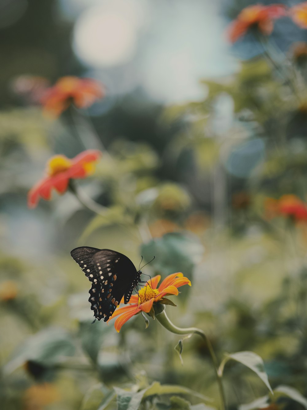 a butterfly on a flower