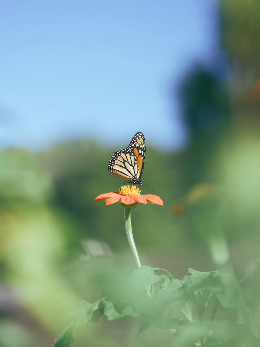 a butterfly on a flower