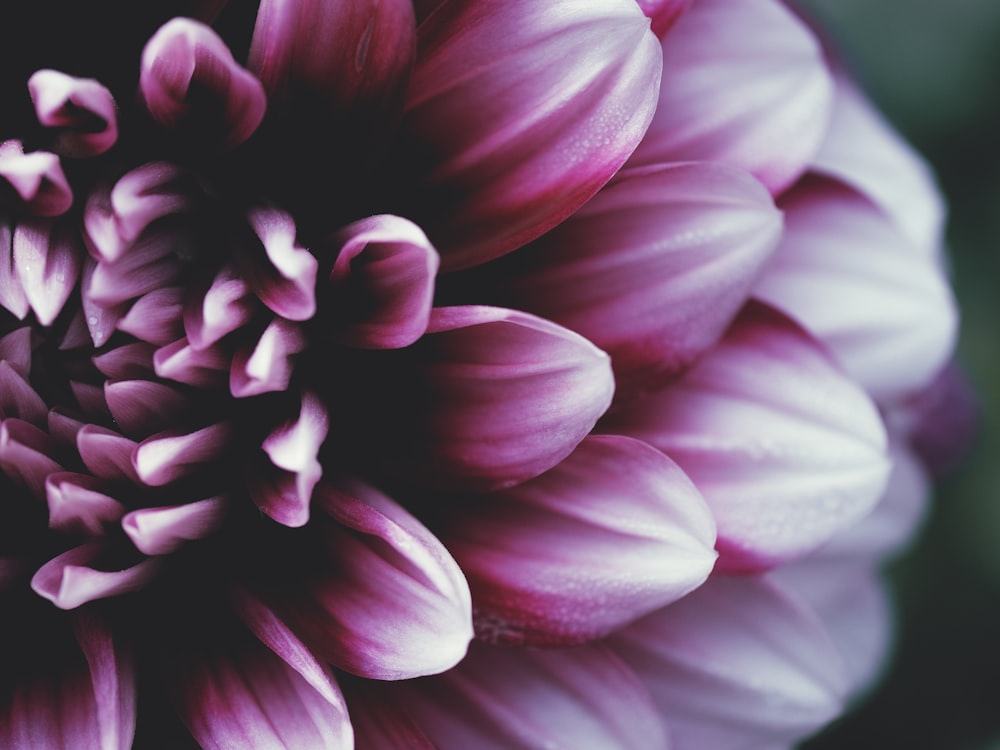 a close up of a flower