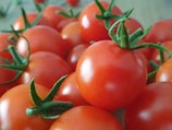 Close-up of ripe red tomatoes glistening with morning dew.