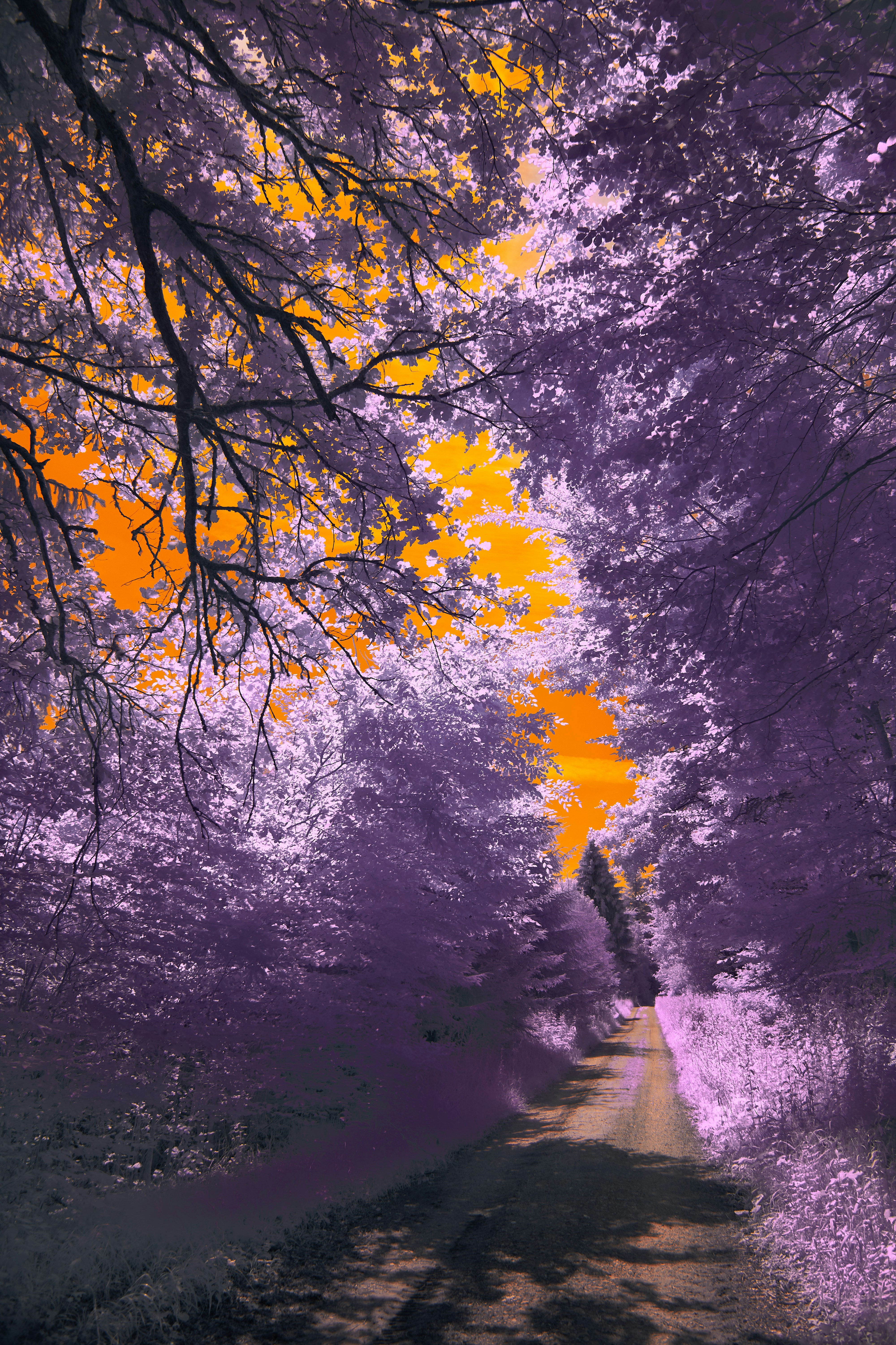 Photo by wolfgang_hasselmann