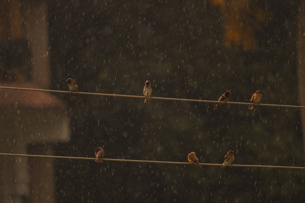 a group of birds sitting on a wire