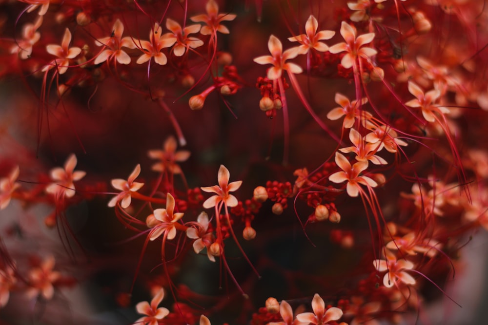 close up of pink flowers