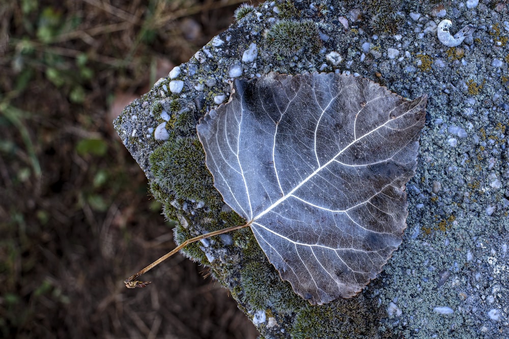 a close up of a leaf