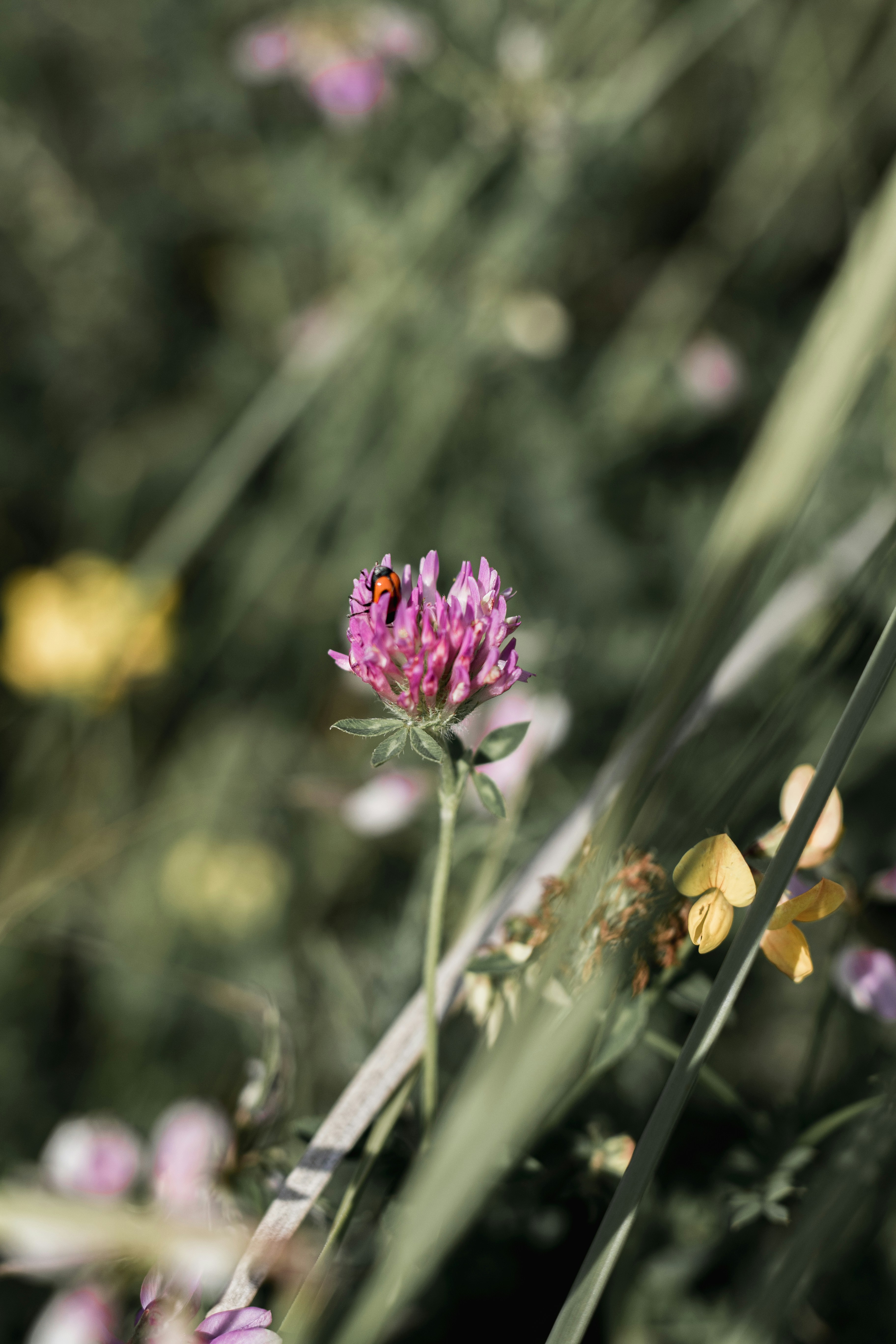 Photo by csanadbechtold