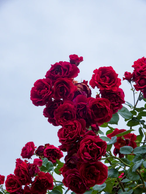 A huge bouquet of roses