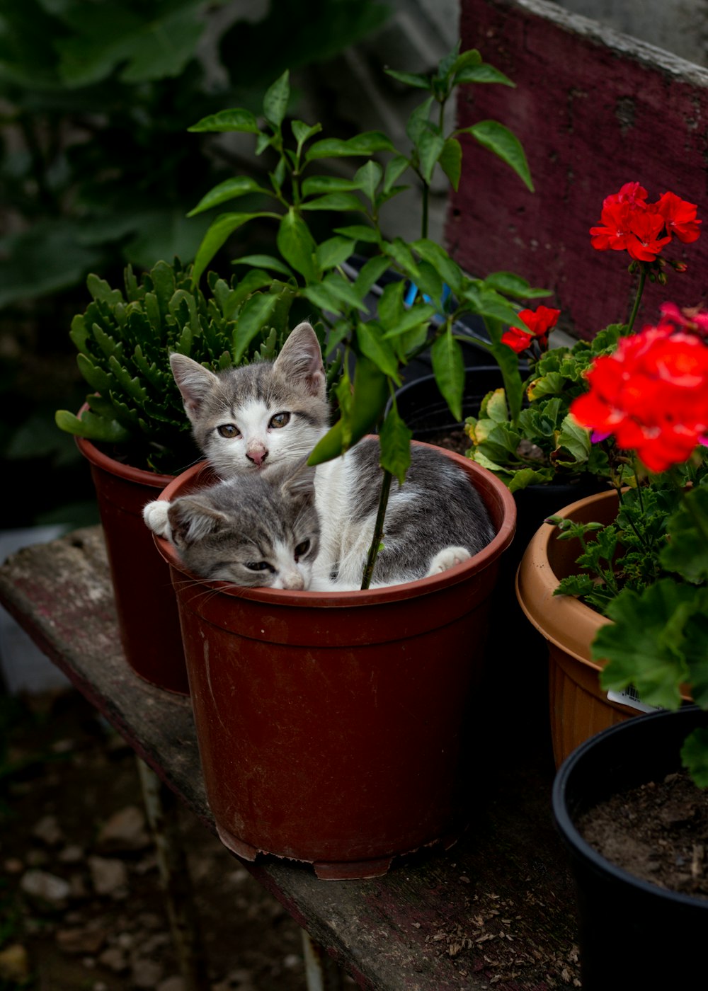 a cat sitting in a pot