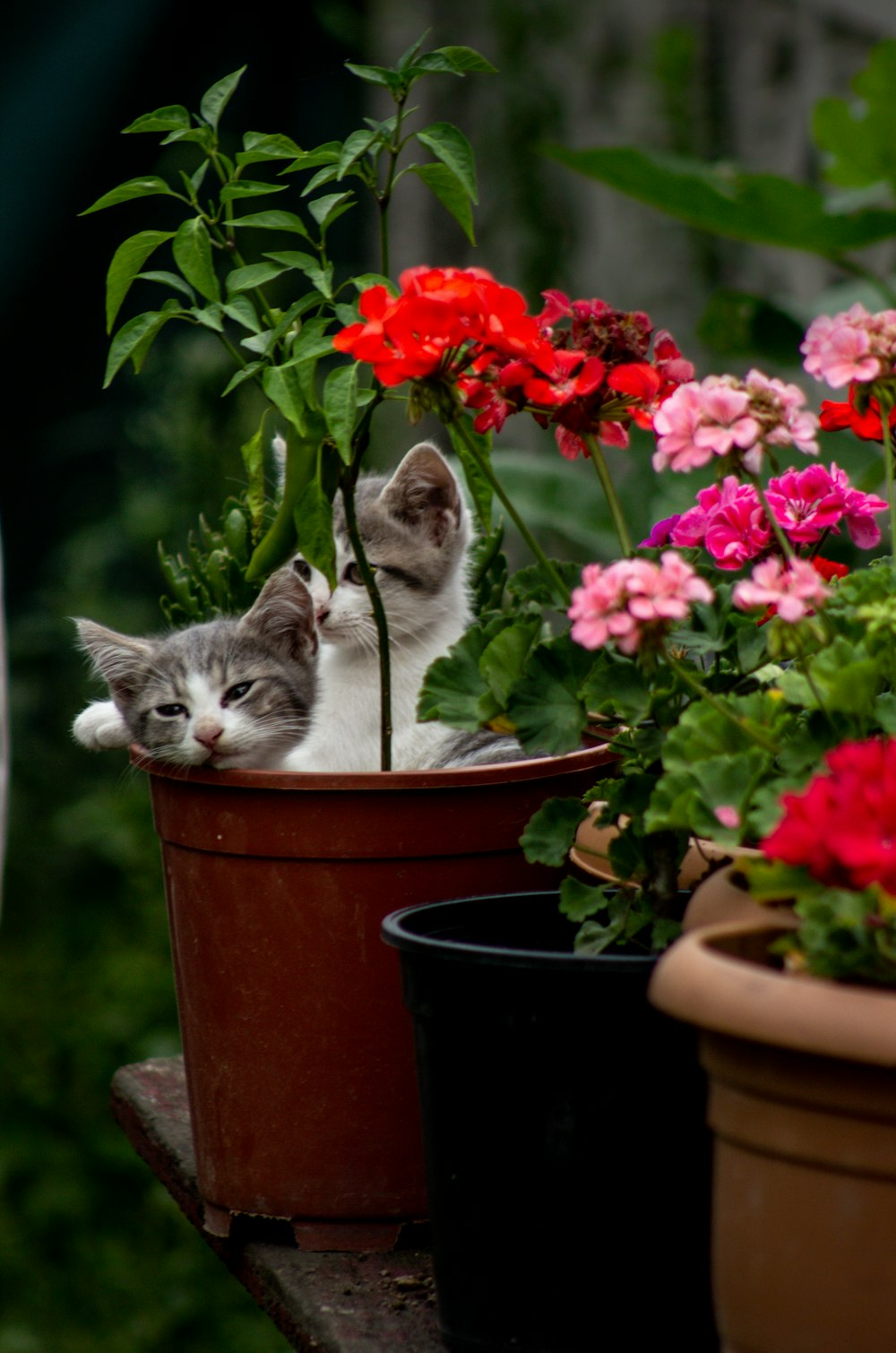 two cats in a pot