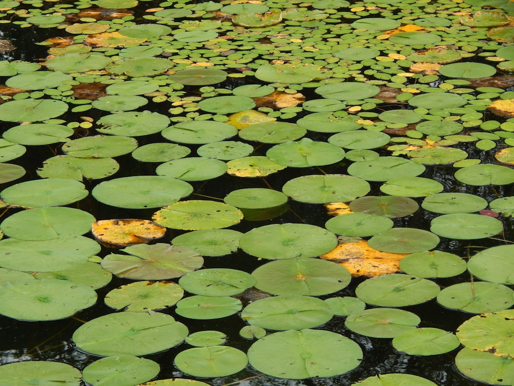 a body of water with rocks and plants around it