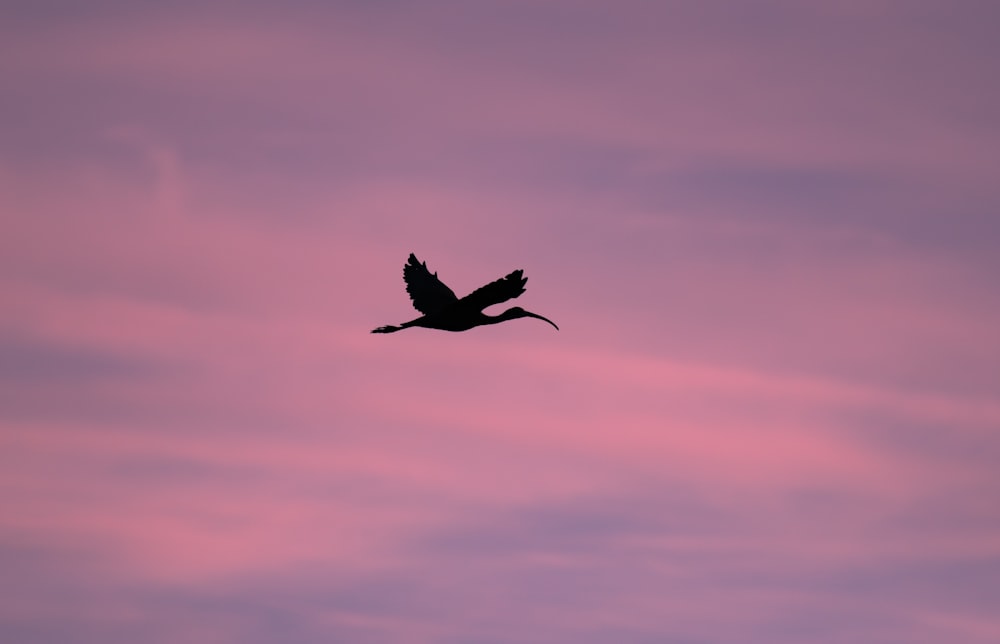 a silhouette of a bird flying in the sky