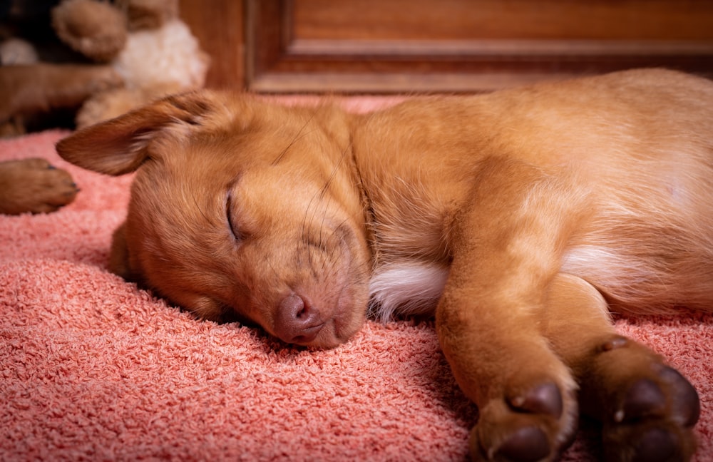 a dog sleeping on a blanket