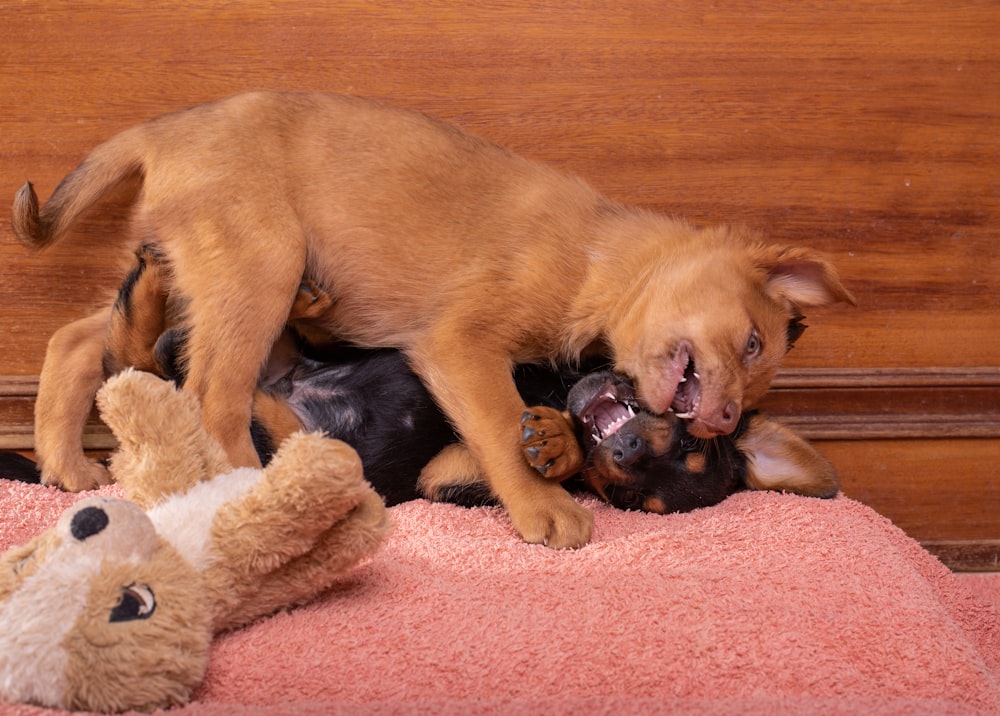 a dog lying on a blanket with stuffed animals