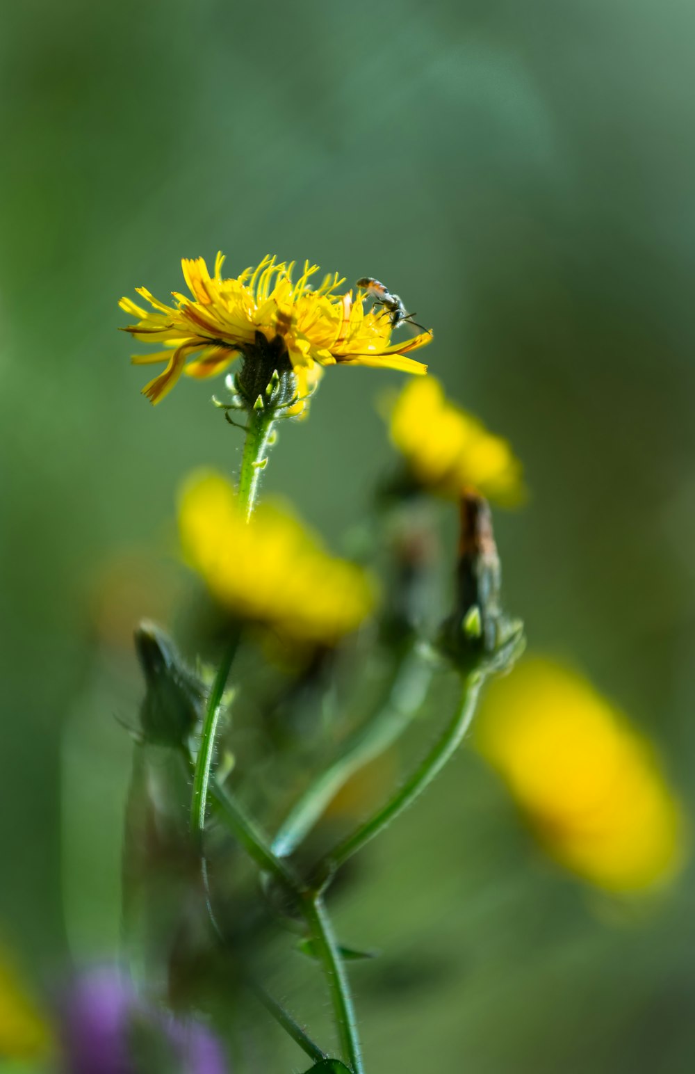 a bee on a yellow flower