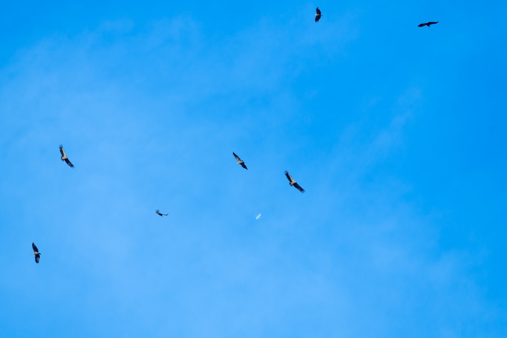 Vögel, die am Himmel fliegen