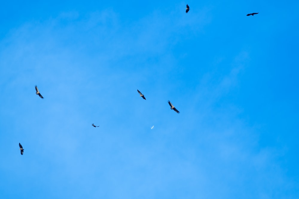 birds flying in the sky