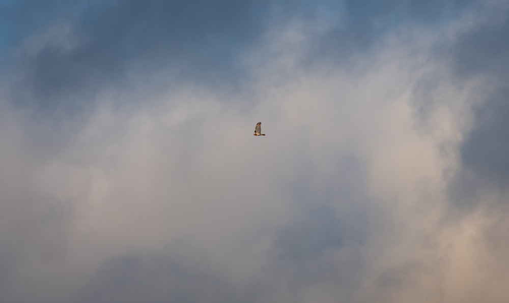 a plane flying in the sky