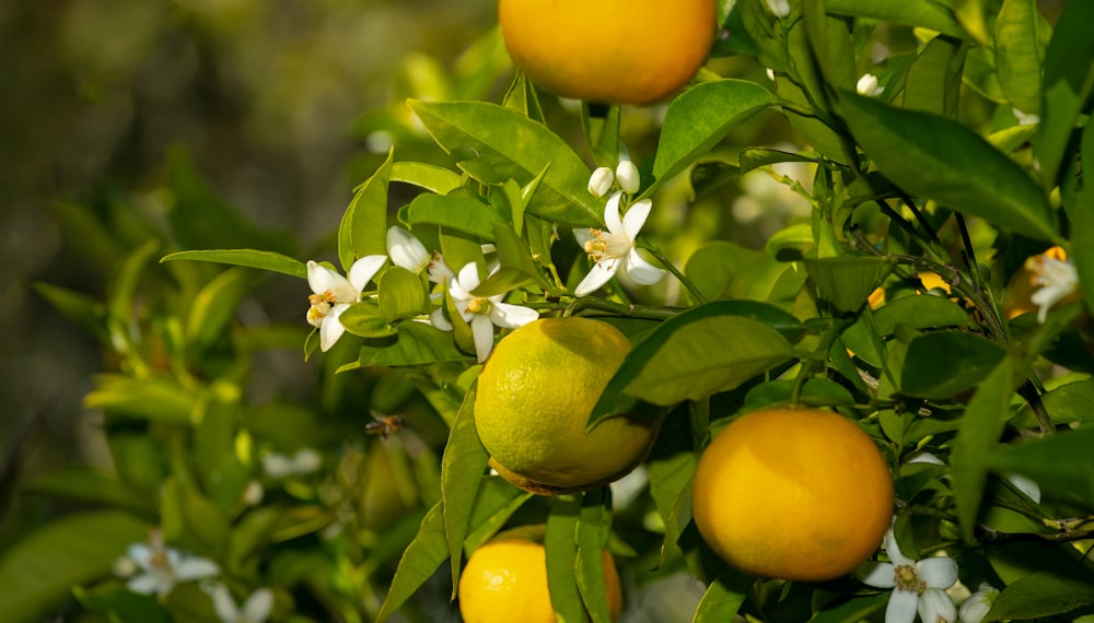 a group of lemons on a tree