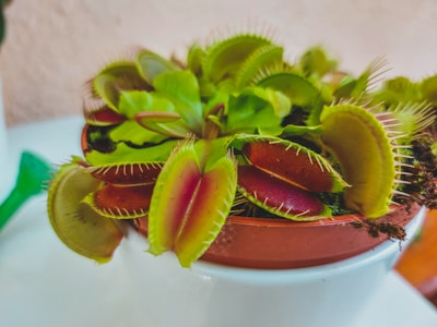 A close-up image of a Venus flytrap plant in a small pot. The plant features multiple green and red lobes with spiky edges, indicating its carnivorous nature. The background is softly blurred, giving focus to the plant.