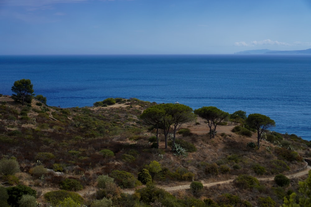 a landscape with trees and bushes by the water