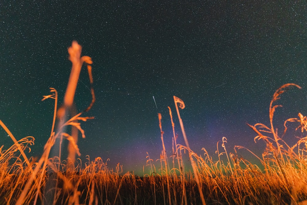 a field of wheat with a starry sky in the background