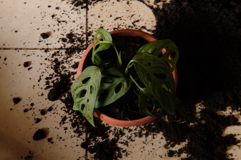 a green frog on a potted plant