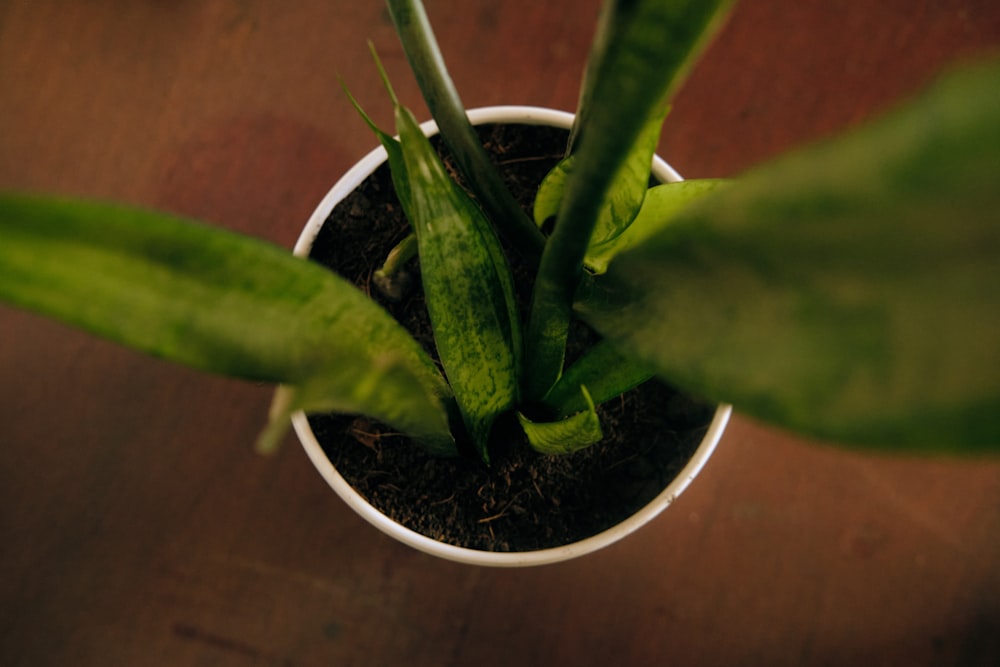 a plant in a pot