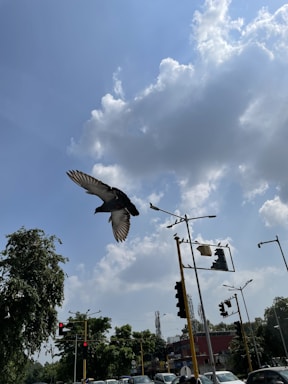 A professional image of anti pigeon nets installed in an urban setting.