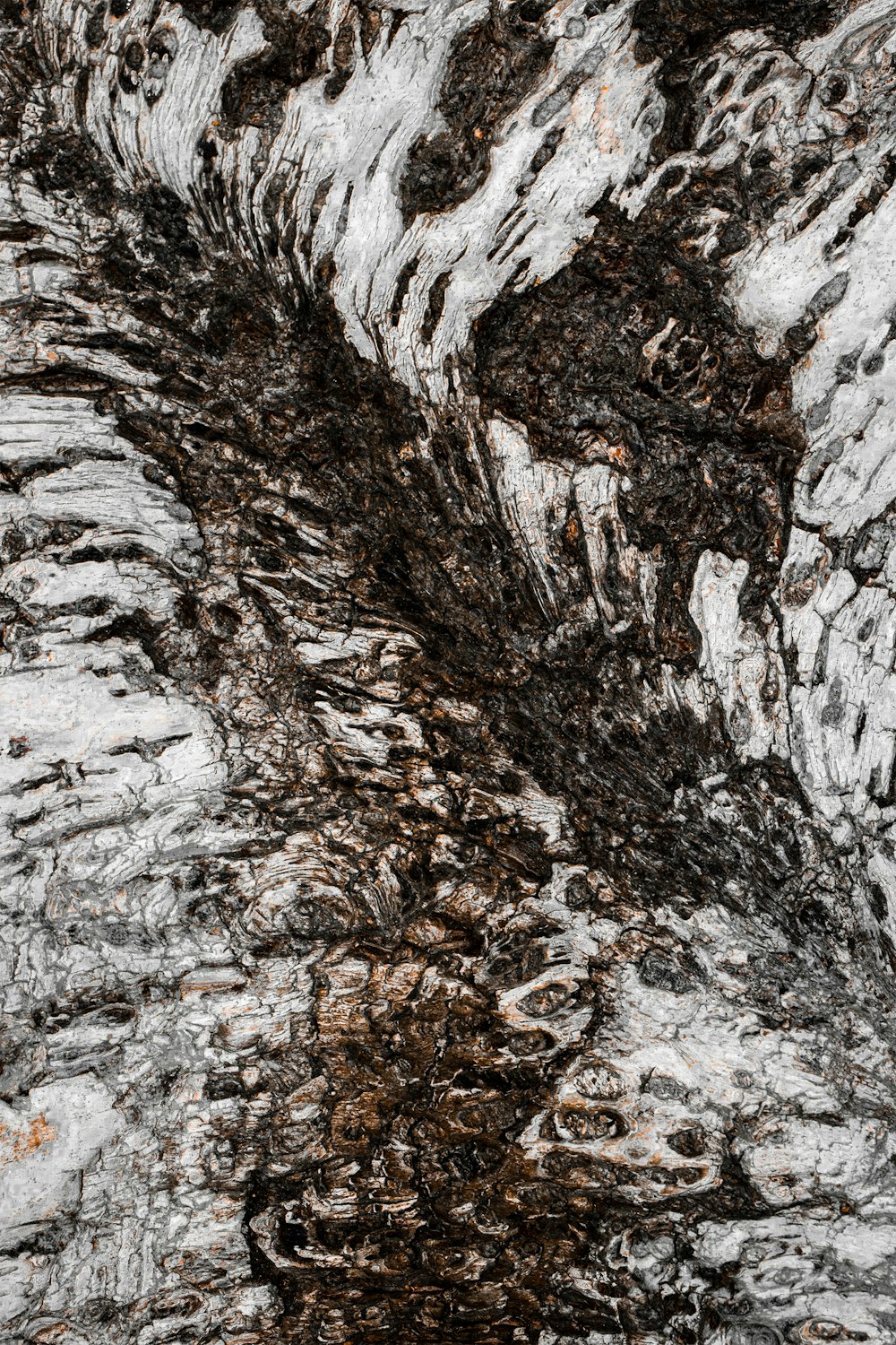 a close up of a tree bark