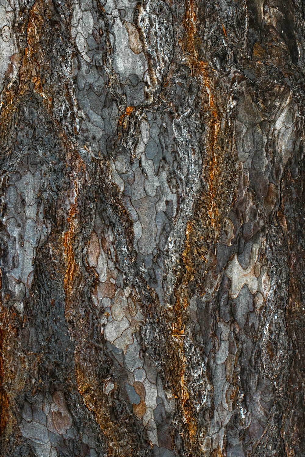 a close up of a tree bark