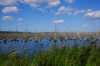 A scenic view of a wetland area filled with numerous tall, dead tree stumps rising out of the water, surrounded by lush green grasses. The sky is bright blue with scattered white clouds creating a peaceful and serene atmosphere.