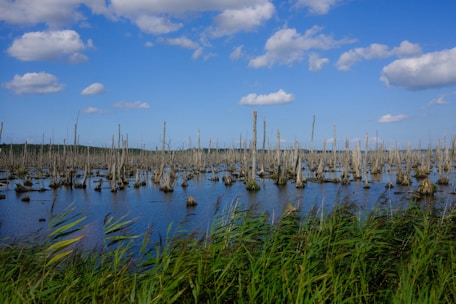 A scenic view of a wetland area filled with numerous tall, dead tree stumps rising out of the water, surrounded by lush green grasses. The sky is bright blue with scattered white clouds creating a peaceful and serene atmosphere.