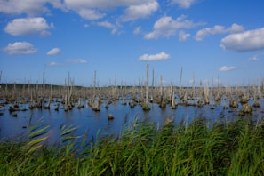 A scenic view of a wetland area filled with numerous tall, dead tree stumps rising out of the water, surrounded by lush green grasses. The sky is bright blue with scattered white clouds creating a peaceful and serene atmosphere.