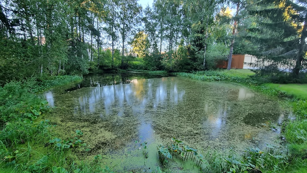 a small pond surrounded by trees