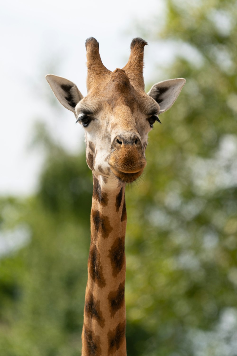 a giraffe with a tree in the background